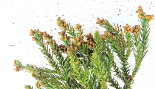花粉症が引き起こす健康被害と対策 ～ 慢性疾患が花粉症を悪化させる！？ ～